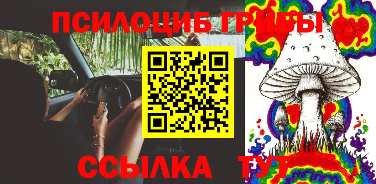 Псилоцибиновые грибы Psilocybine cubensis Гусиноозёрск