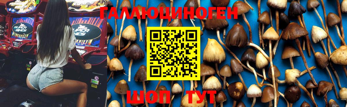 закладка  Псилоцибиновые грибы GOLDEN TEACHER  Вход с VPN  Гусиноозёрск  Галлюциногенные грибы GOLDEN TEACHER 